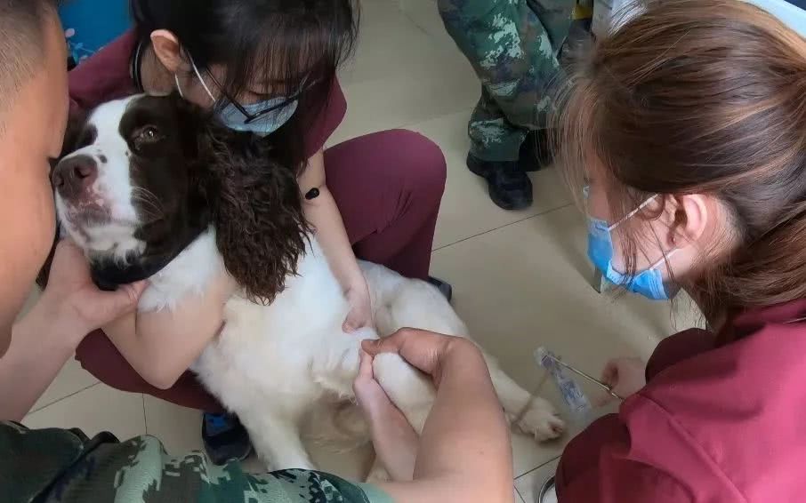 细数那些汶川地震中救人无数的搜救犬们