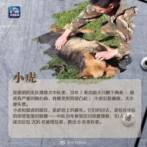 细数那些汶川地震中救人无数的搜救犬们