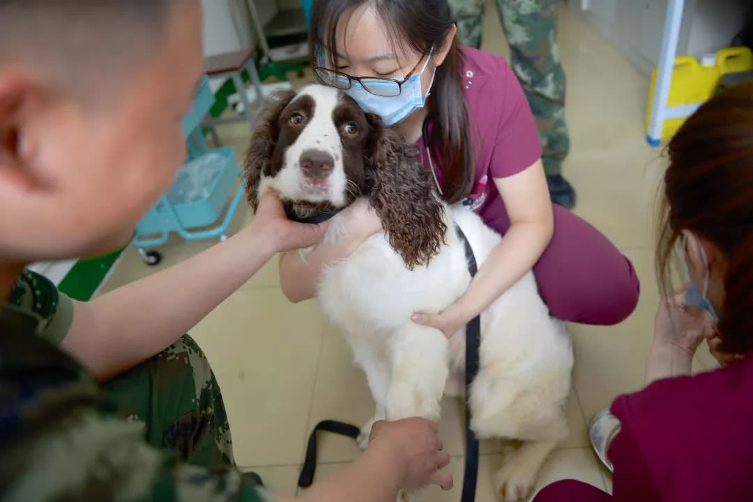 细数那些汶川地震中救人无数的搜救犬们