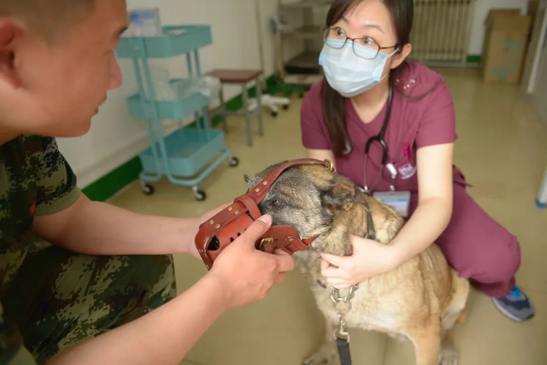 细数那些汶川地震中救人无数的搜救犬们