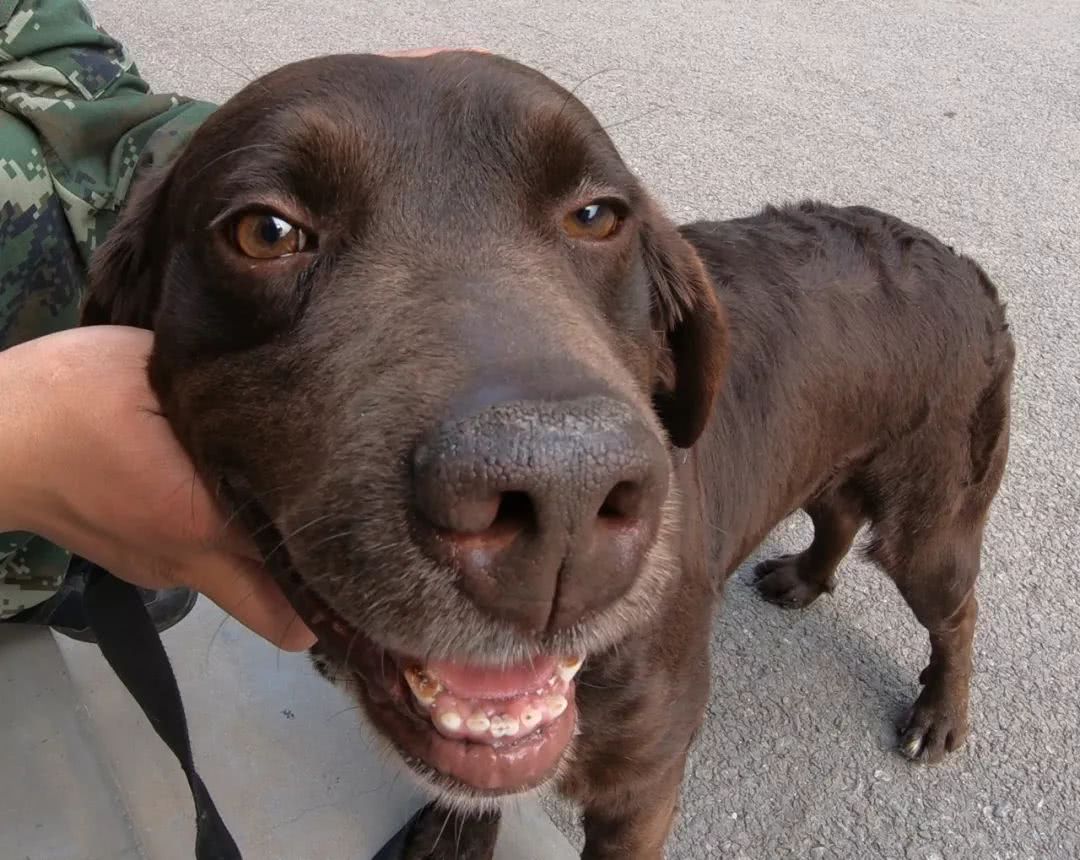 细数那些汶川地震中救人无数的搜救犬们