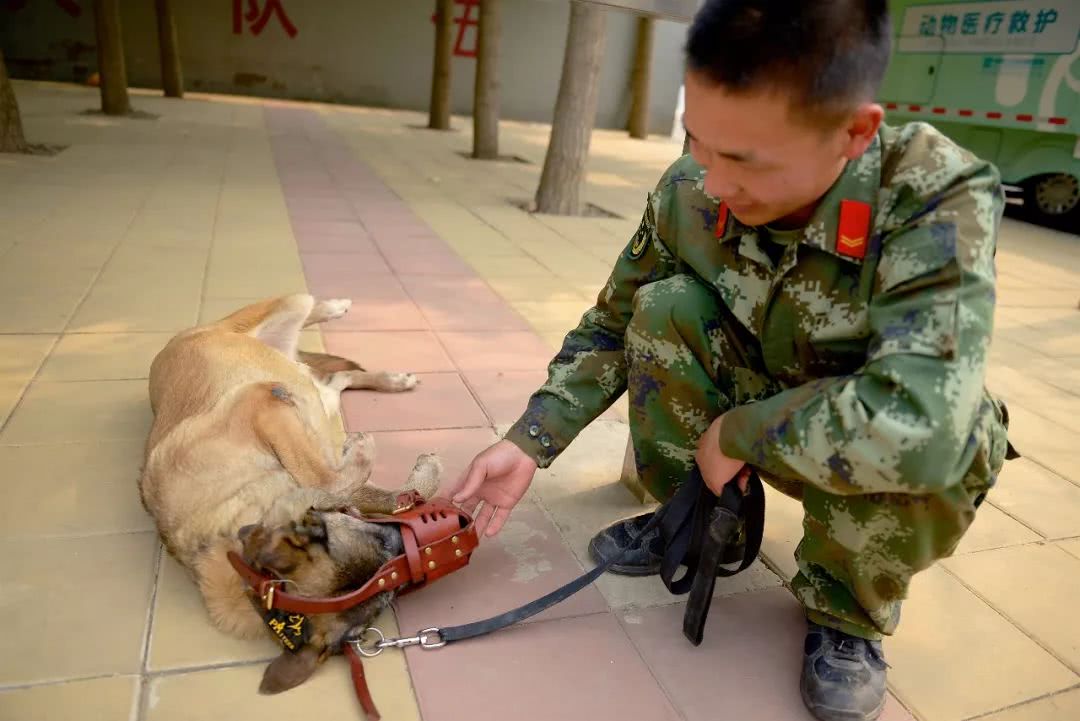 细数那些汶川地震中救人无数的搜救犬们
