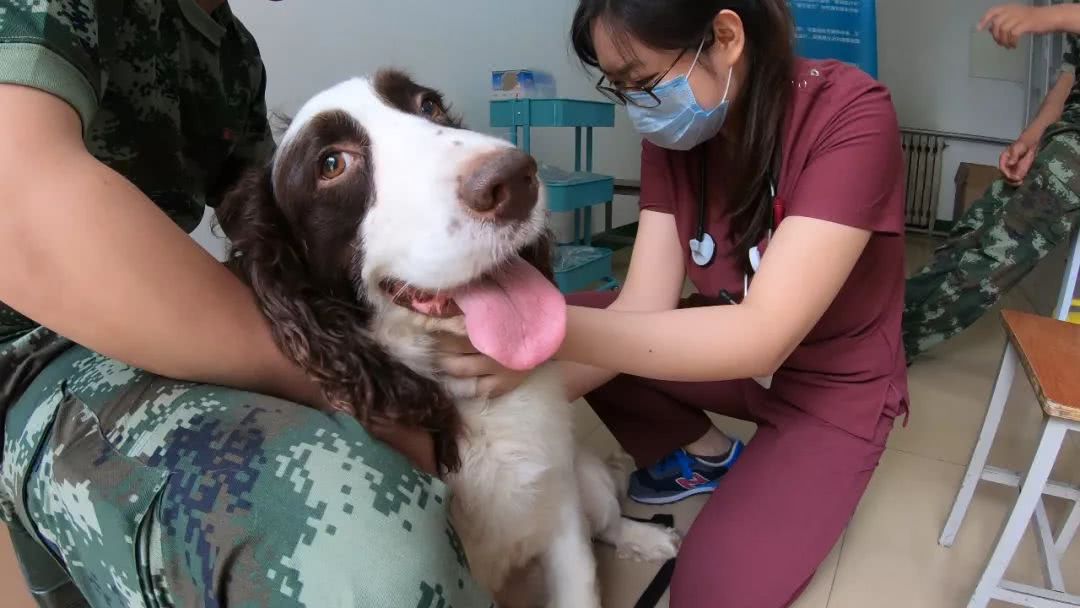 细数那些汶川地震中救人无数的搜救犬们