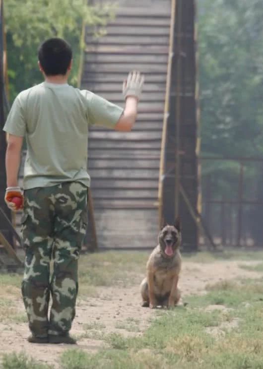 细数那些汶川地震中救人无数的搜救犬们