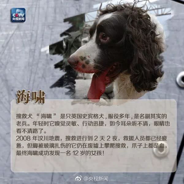 细数那些汶川地震中救人无数的搜救犬们