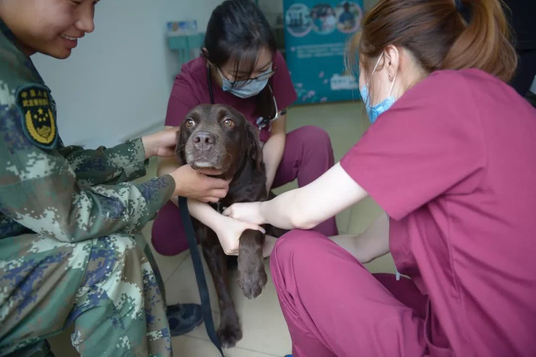 细数那些汶川地震中救人无数的搜救犬们