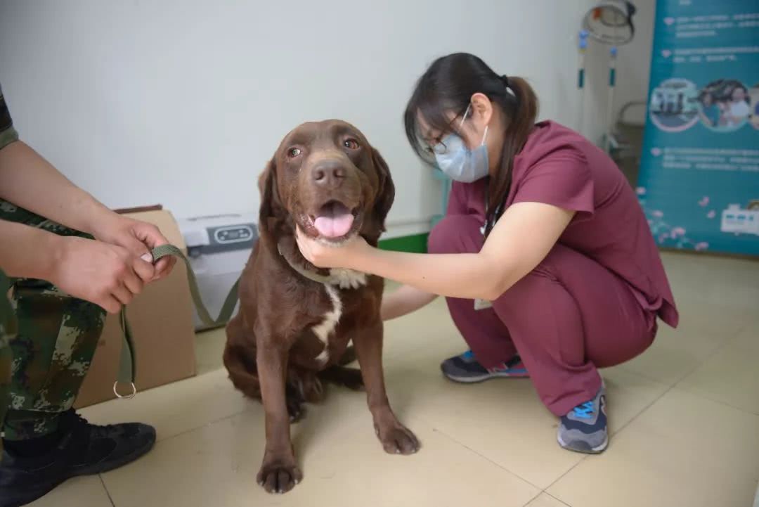 细数那些汶川地震中救人无数的搜救犬们