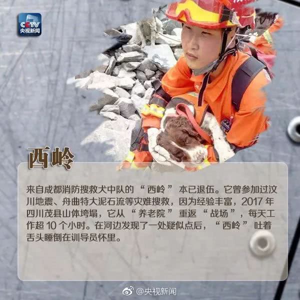 细数那些汶川地震中救人无数的搜救犬们