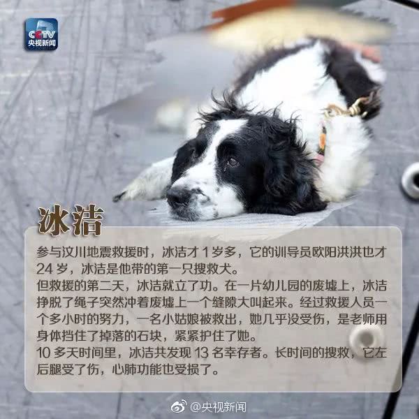 细数那些汶川地震中救人无数的搜救犬们