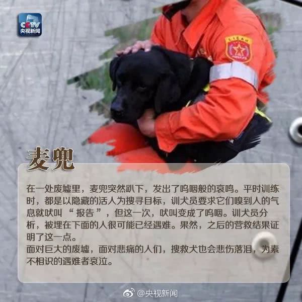 细数那些汶川地震中救人无数的搜救犬们