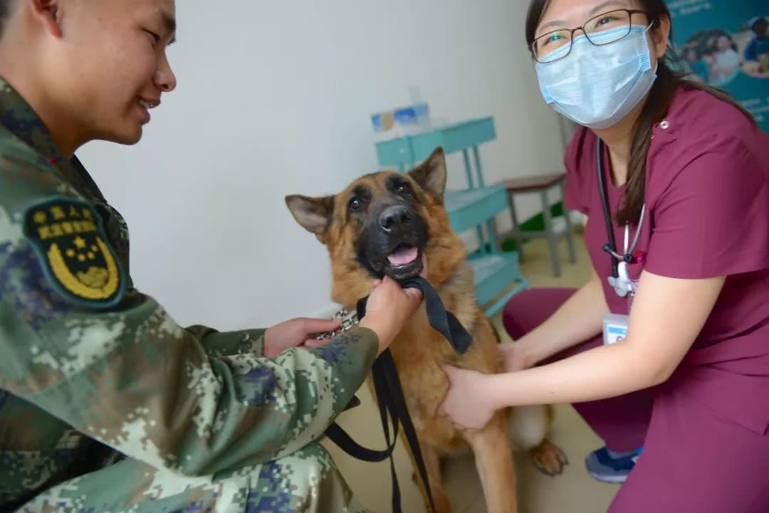 细数那些汶川地震中救人无数的搜救犬们