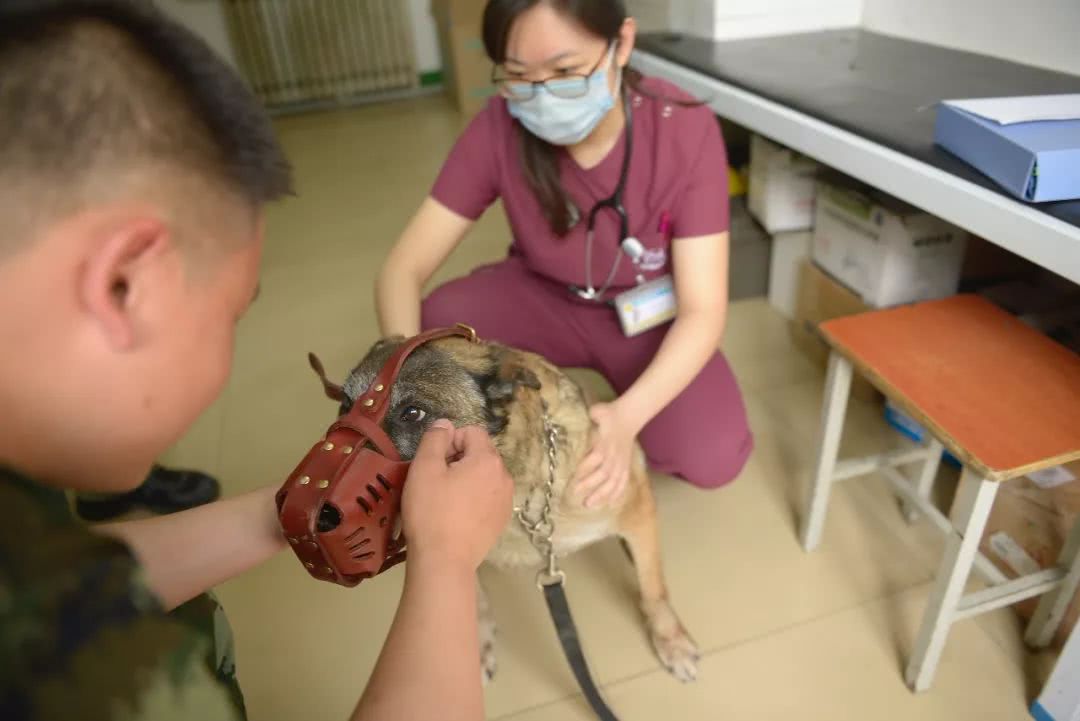 细数那些汶川地震中救人无数的搜救犬们