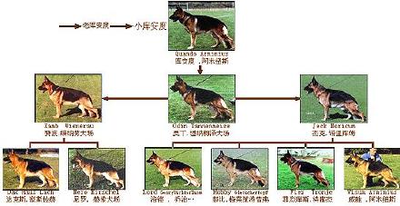 [转载]德国牧羊犬的三大基础血系及六大主流血系