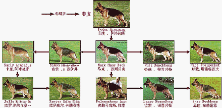 [转载]德国牧羊犬的三大基础血系及六大主流血系