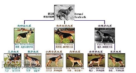 [转载]德国牧羊犬的三大基础血系及六大主流血系