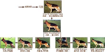 [转载]德国牧羊犬的三大基础血系及六大主流血系