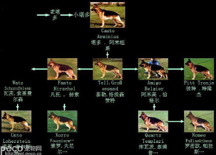 [转载]德国牧羊犬的三大基础血系及六大主流血系