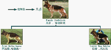 [转载]德国牧羊犬的三大基础血系及六大主流血系